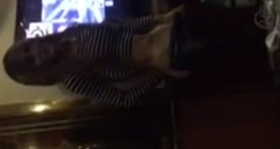 TS伪娘合集+111g+补
